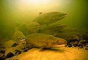 Atlantic Salmon