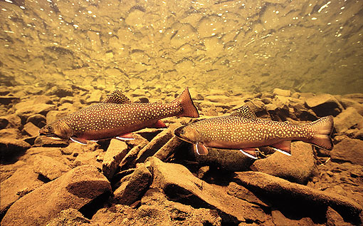 (3) Brook Trout Pair