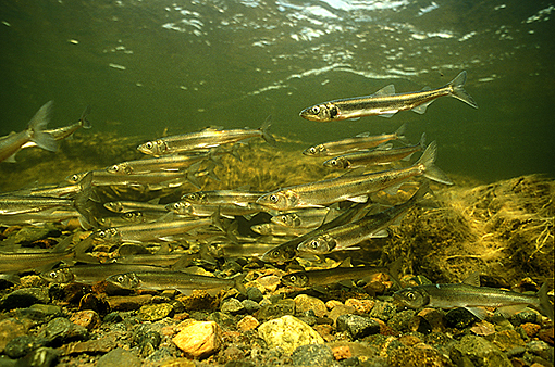 (5) Rainbow smelt entering brook to spawn