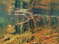 (11) Driftwood and river flora spectrum