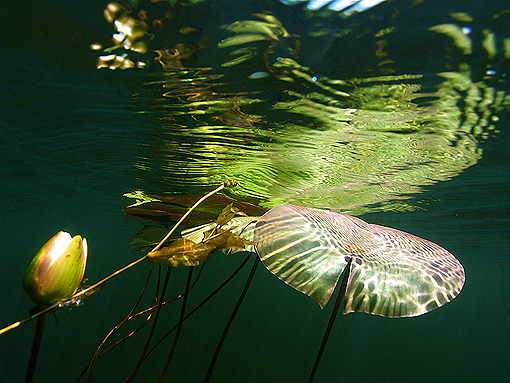 (13) Aquatic light effects with lillies