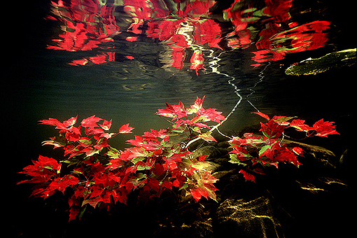 (15) Maple Leaves under water #1