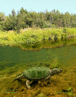 (19) Snapping turtle, a surviving dinosaur