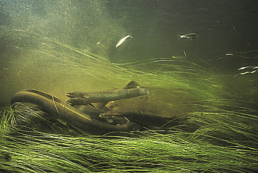 (22) Freshwater Eels Feeding