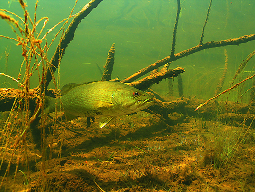 (23) Smallmouth Bass in Habitat #1