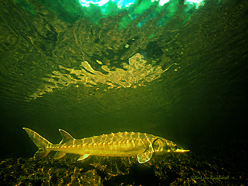 (25) Atlantic Sturgeon