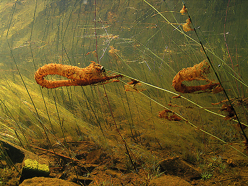 (27) Caddis Fly Larvae Net Traps