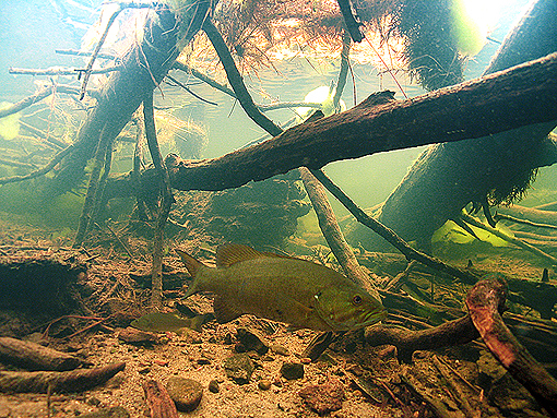 (29) Smallmouth Bass Under Driftwood Cover