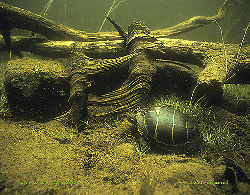 (30) Painted Turtle Beside Driftwood