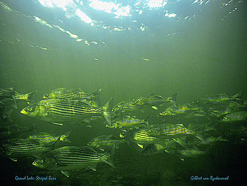 (33) School of Striped Bass