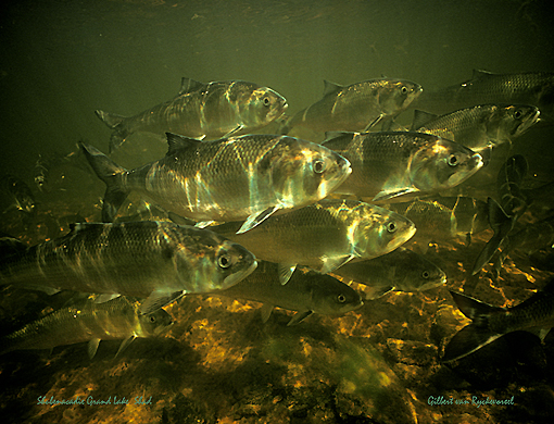 (34) Shad visiting river to spawn