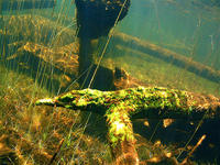 (35) Driftwood covered in emerald fungi