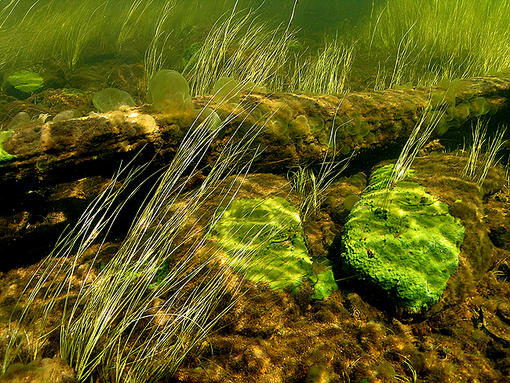 (36) Lost Log amongst weeds and fungi