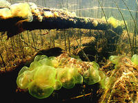 (38) Gelatinous fungi on driftwood