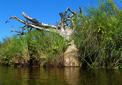 (42) Rootcrowns of Trees often are last to Biodegrade