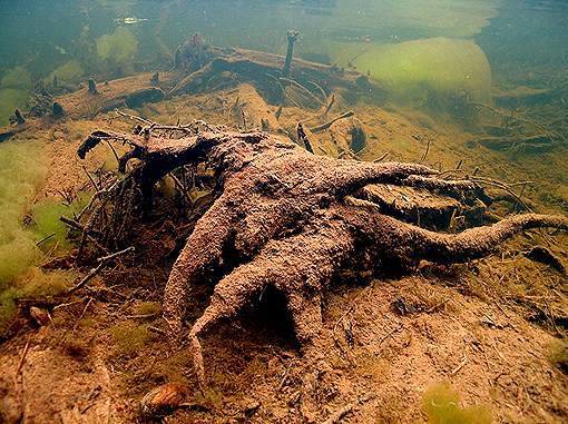 (43) Rootcrowns of Trees often are last to Biodegrade