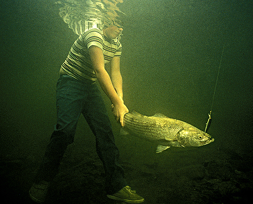 (47) Preventing Escape of His Fathers Fish (Striped Bass)