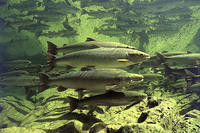 Atlantic Salmon