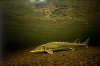 Atlantic Sturgeon