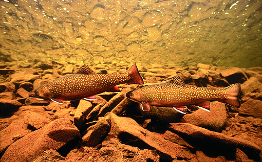 Brook Trout