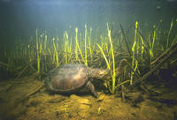 Snapping Turtle