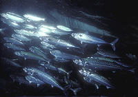 (6) Atlantic Mackerel in Net