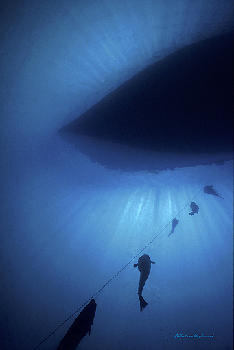 (7) Longline Hauling Codfish