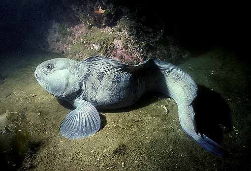 (10) Atlantic Wolf Fish