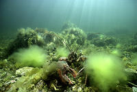 (11) Frontal Approach with Male American Lobster