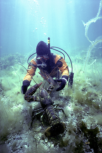 (13) Sub Sea Encounter with Lobster