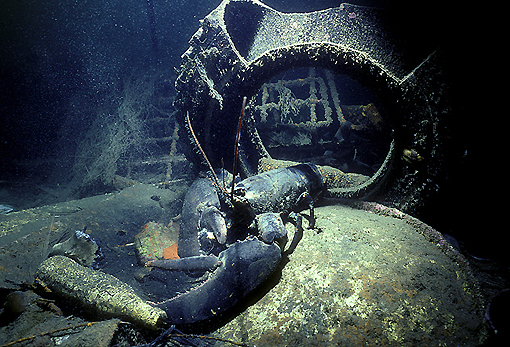 (15) Harbour Lobster Living in a Dumpsite