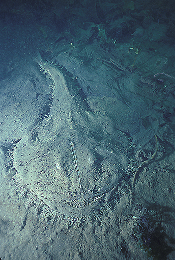 (19) Monk Fish Blending into the Sea Floor