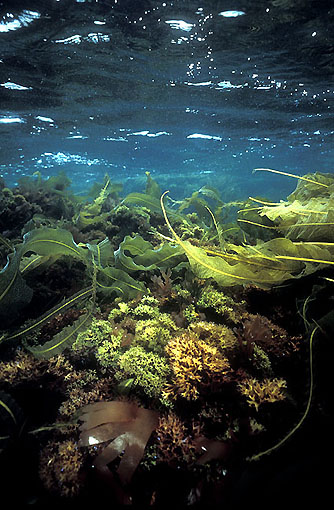 (29) Palate of Sea Weeds