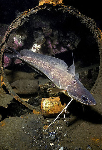 (36) Red Hake Dwelling in Dump Site