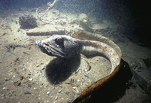 (37) Paralyzed Jaw Caused by Feeding in Polluted Habitat