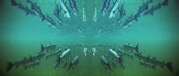 (4) Atlantic Salmon Migration