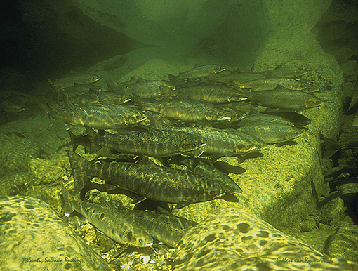 (1) Atlantic salmon stacked on the bottom like log wood