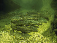 (1) Atlantic salmon stacked on the bottom like log wood