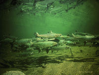 (2) Reflection Pool - Dartmouth River