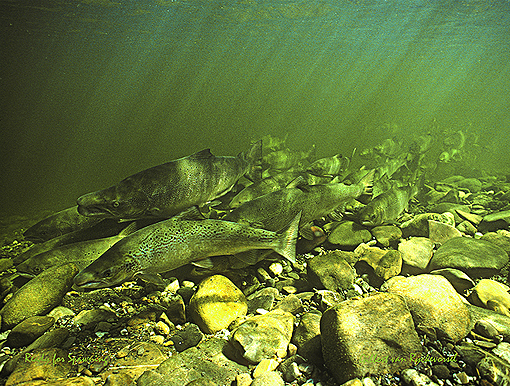 (4) Ready for spawning sites - Dartmouth River