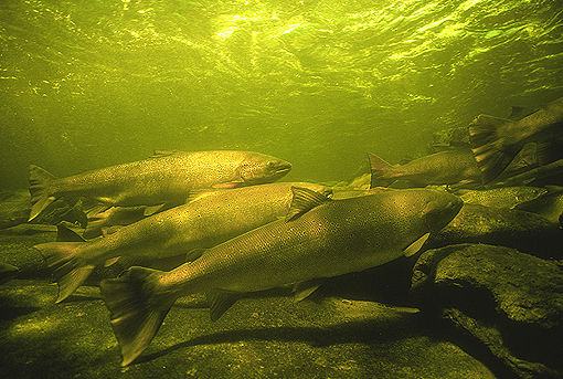 (7) Large hen salmon in Grand Cascapedia River