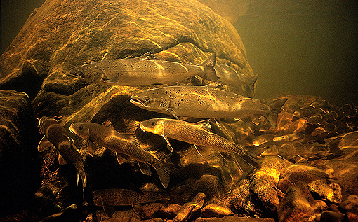 (8) Salmon and Sucker carp holding in West St. Mary's River