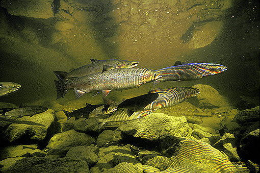 (15) Rainbows over salmon caused by fly flapping on surface, Dartmouth river