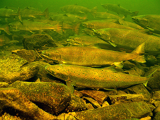 (19) Holding pool Matapedia river