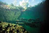 (23) Reflection Pool for Atlantic Salmon in the Dartmouth River