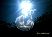 Moon Jelly