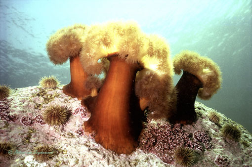 Sea Anemones